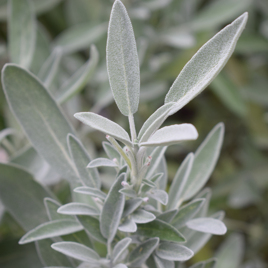 Salvia