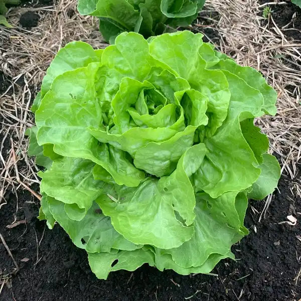 Lechuga Lisa