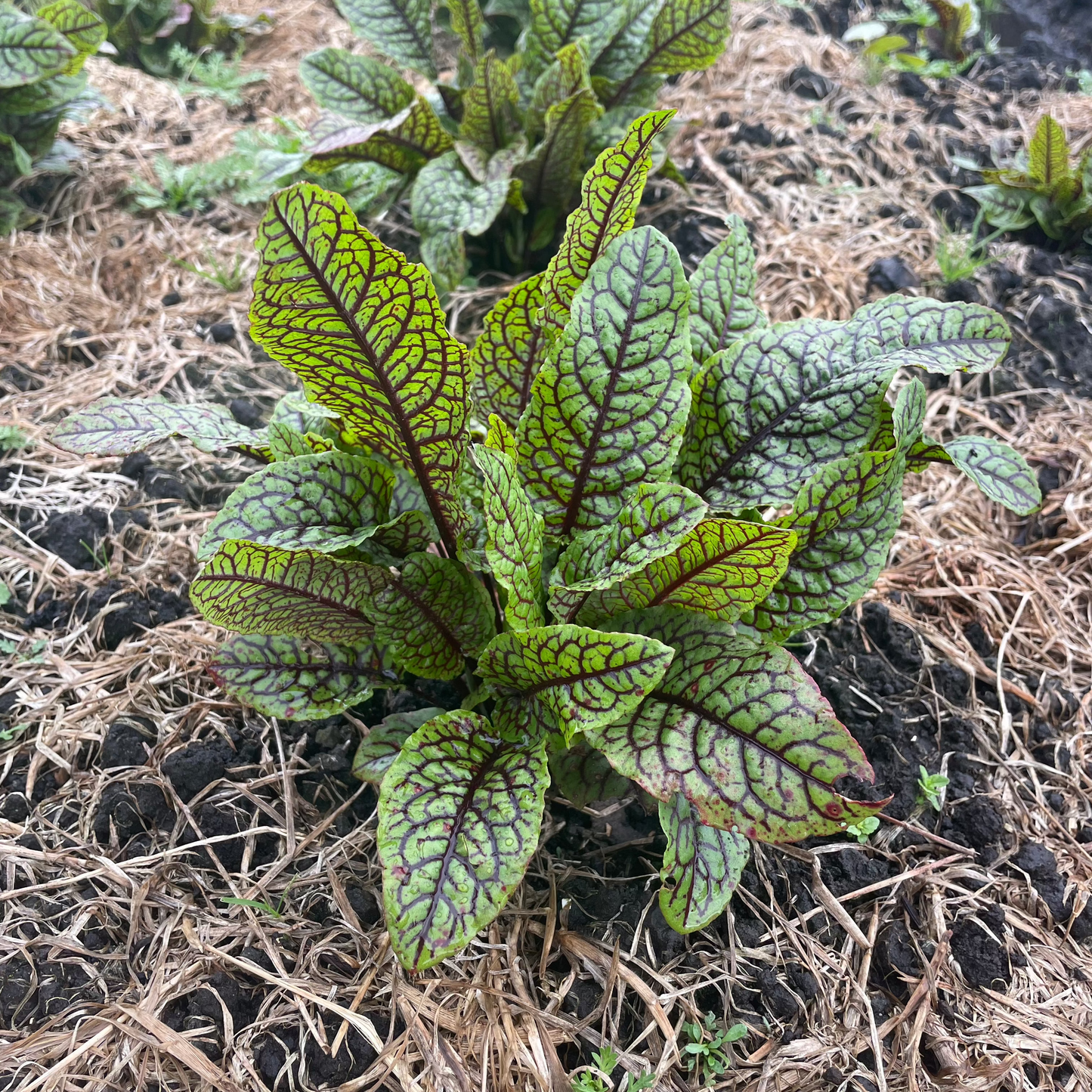 Acedera