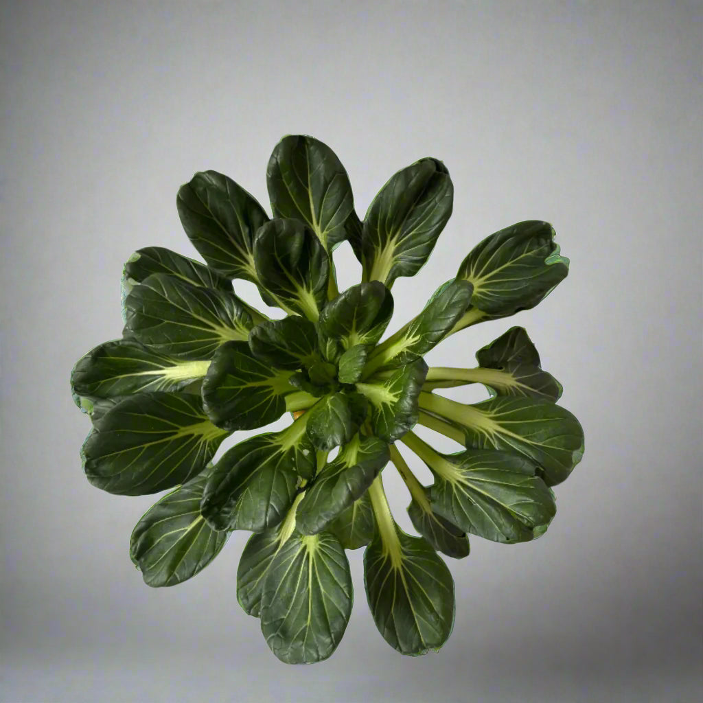 Tatsoi