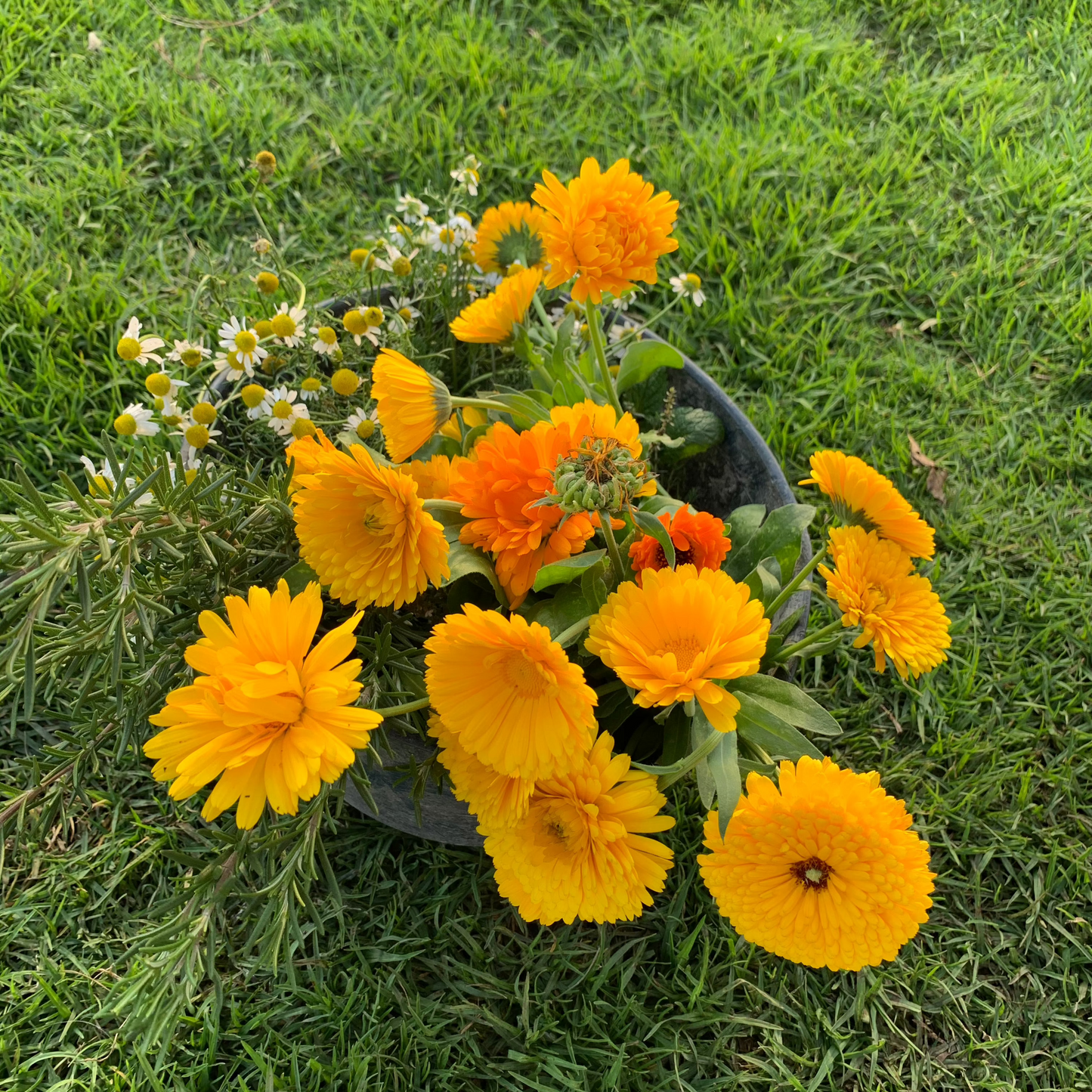 Mix de Aromáticas
