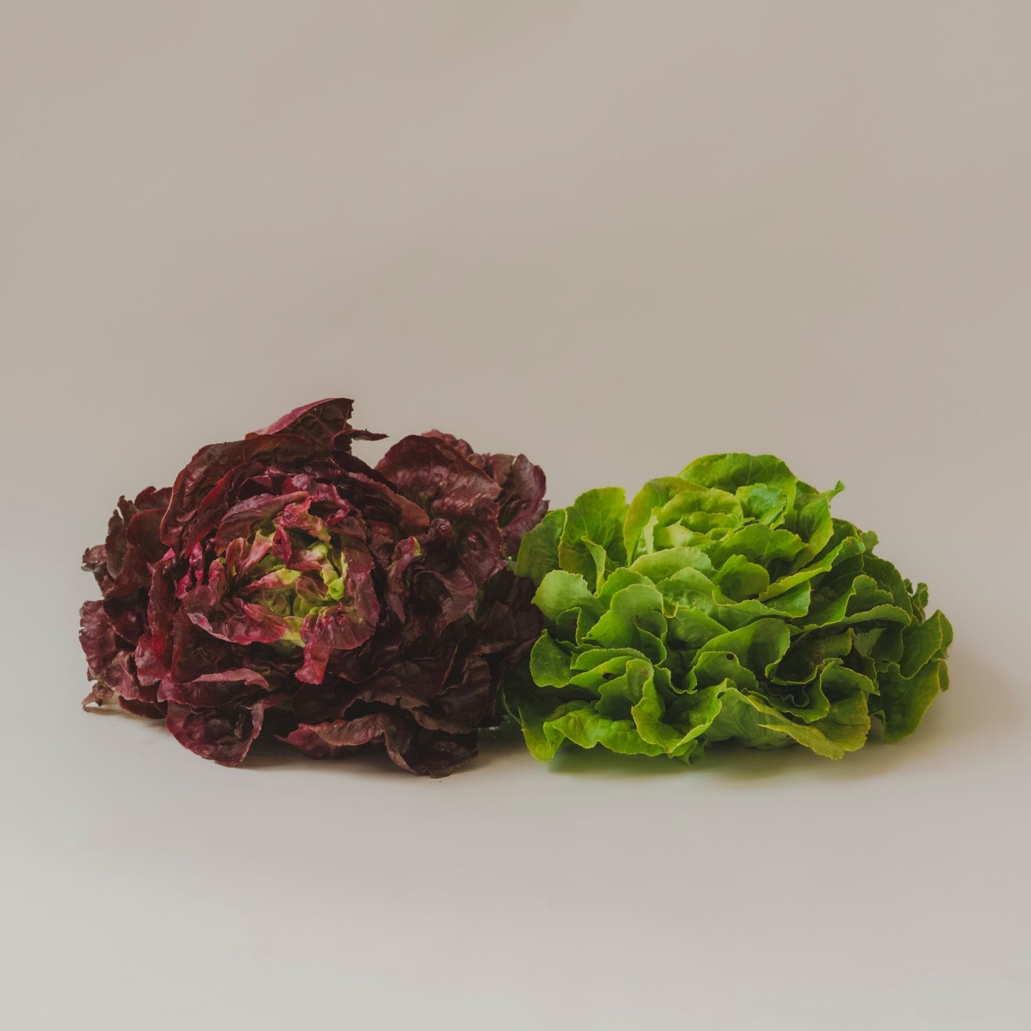 Lechuga Lisa