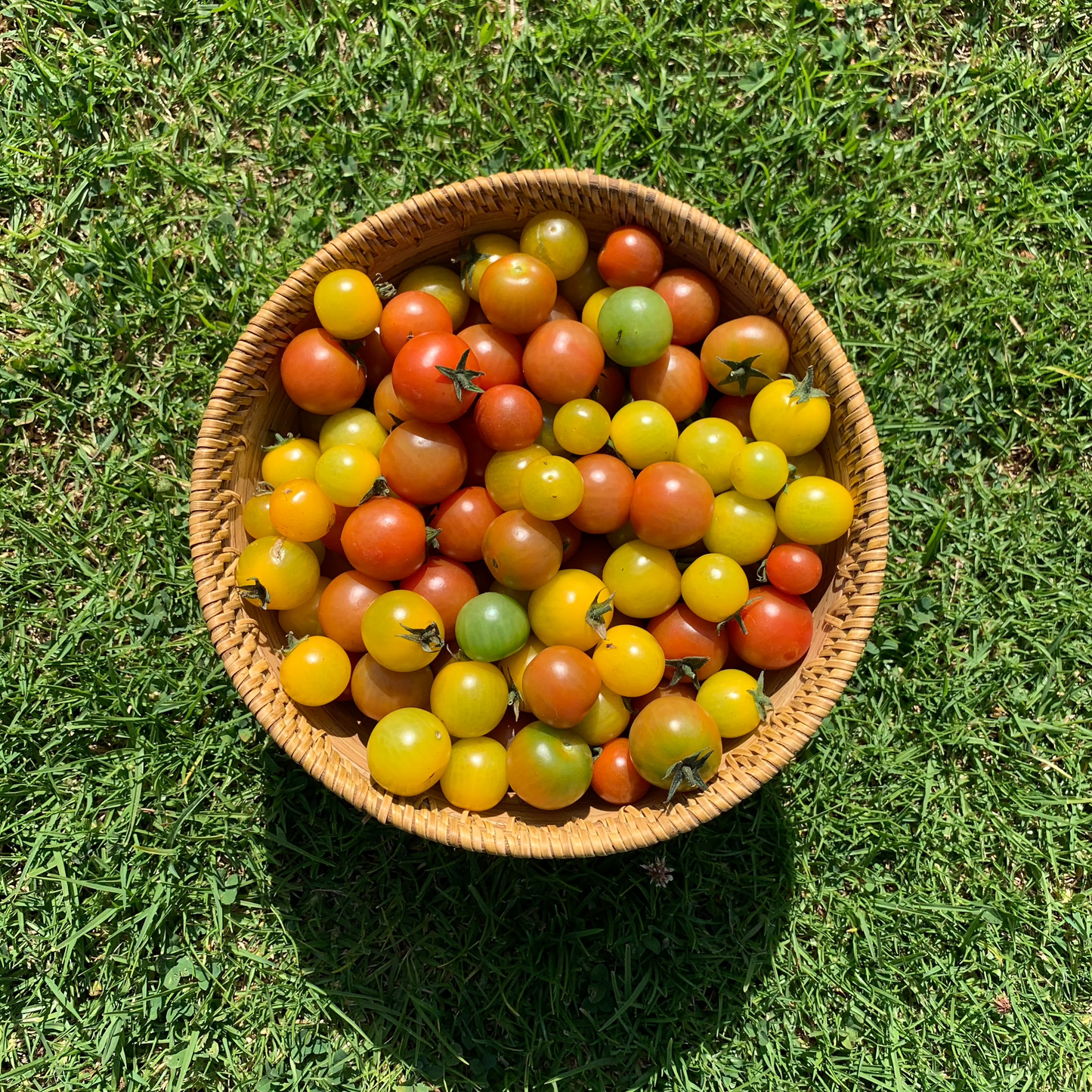 Tomate Cherry Rojo/Amarillo