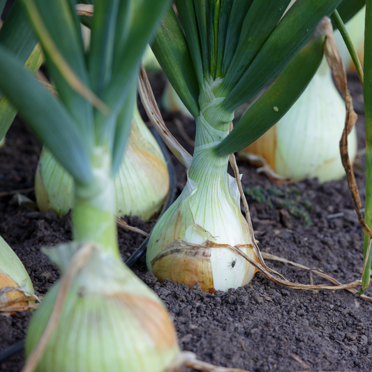 Cebolla Cabezona Blanca