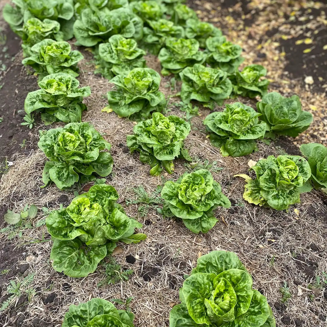 Cogollo de Lechuga