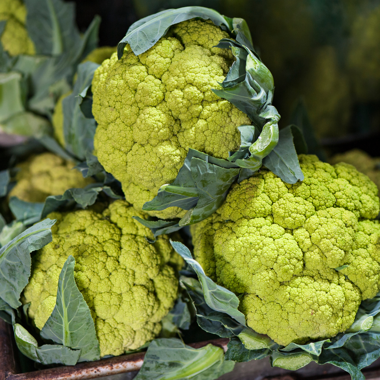 Coliflor Verde