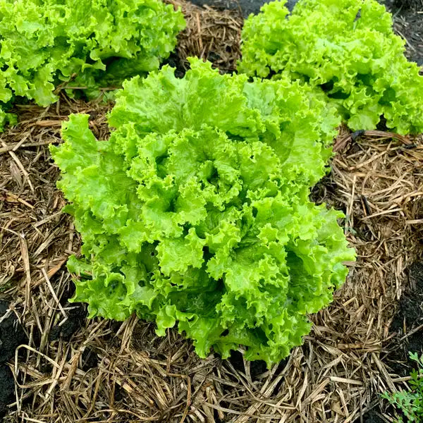 Lechuga Crespa Verde