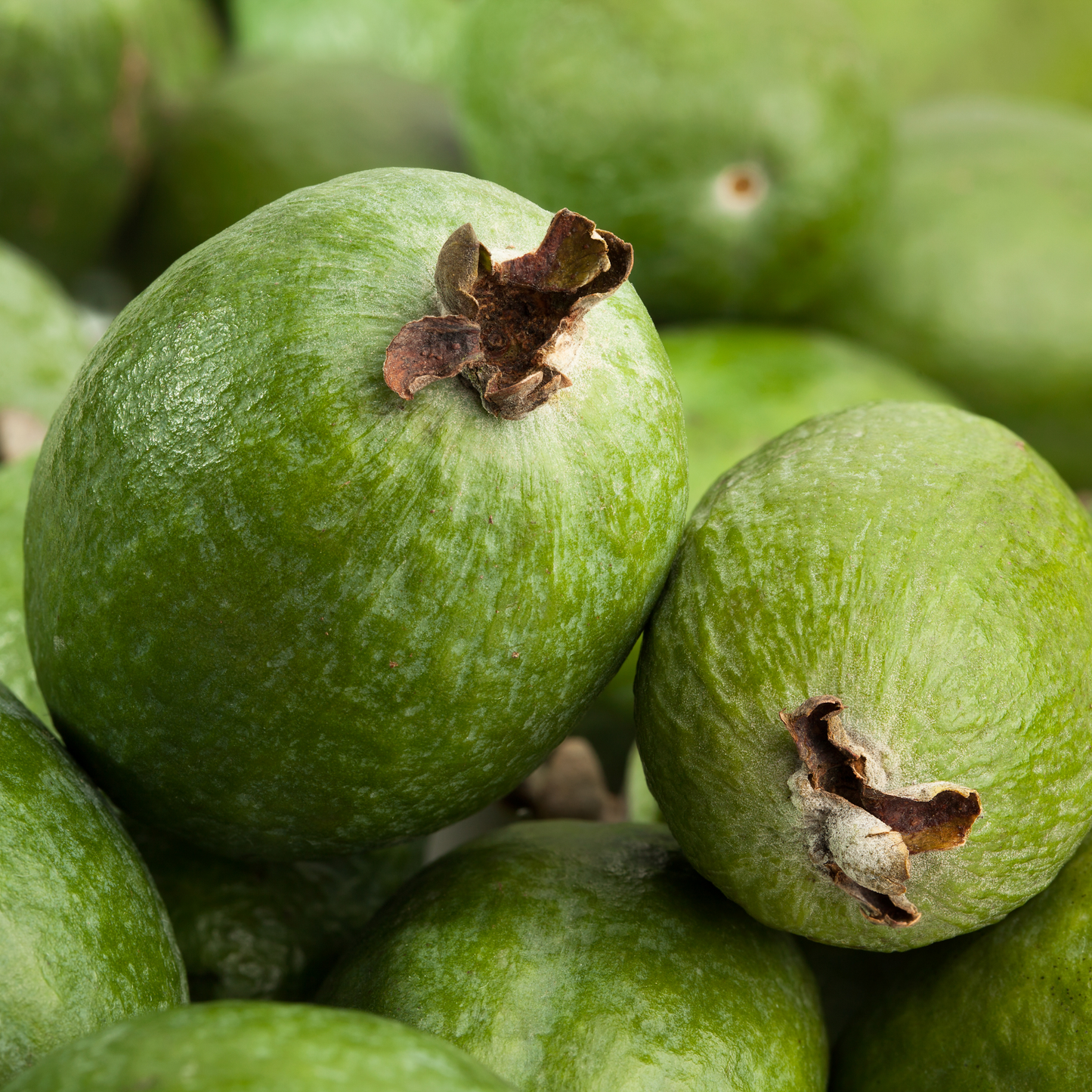 Feijoa