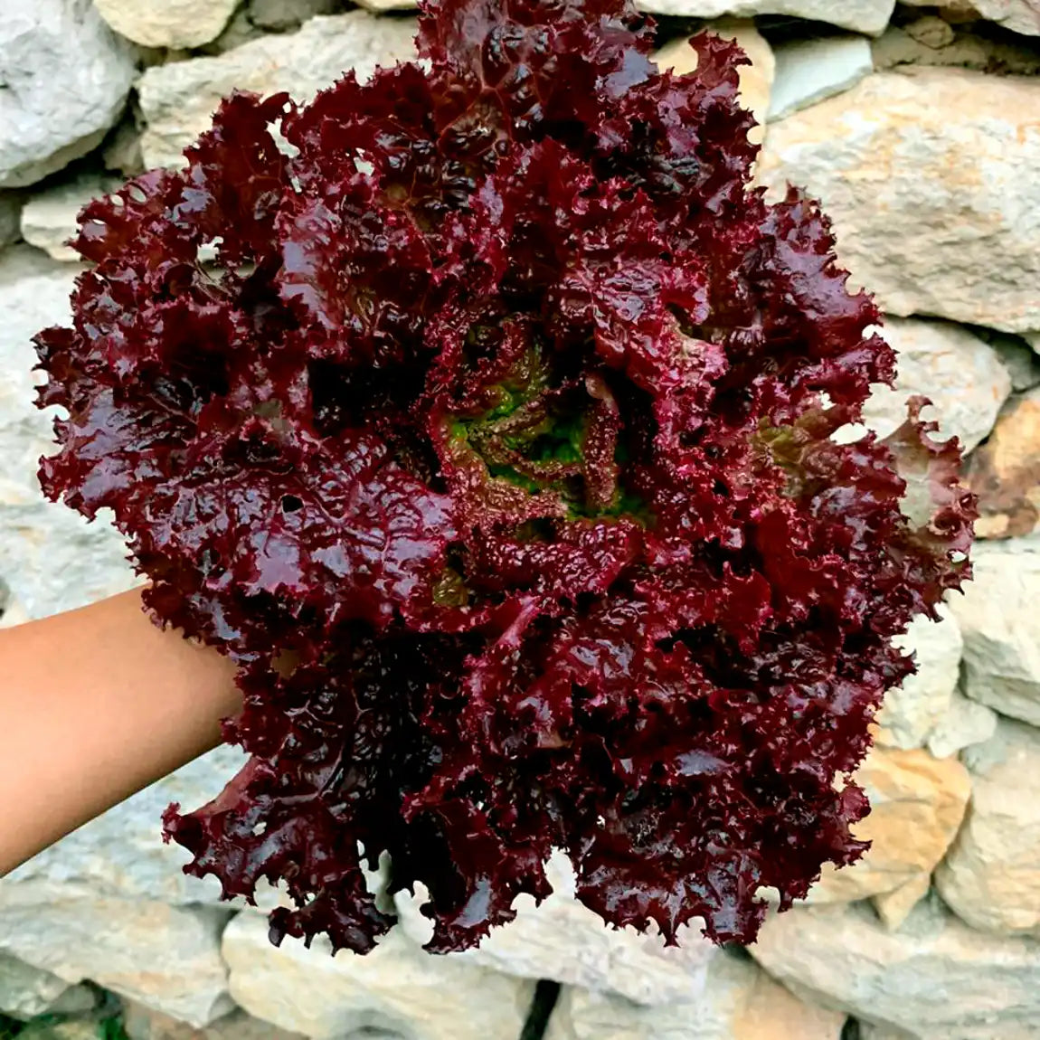 Lechuga Crespa Morada