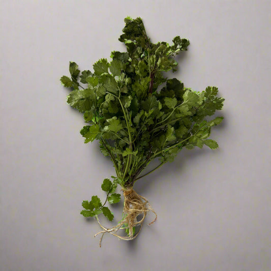 Cilantro